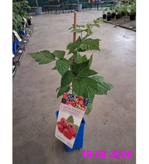 Rubus idaeus 'Willamette' RP 1,6 L